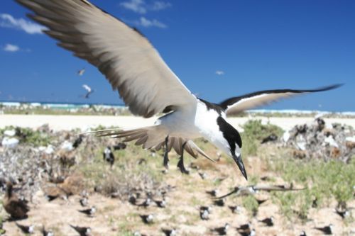 Figure 1. Differing rates of temperature change at different latitudes may lead to loss of synchronization between migratory species and their prey bases. For example, sooty terns arrive earlier each year to nesting grounds in the Dry Tortugas.