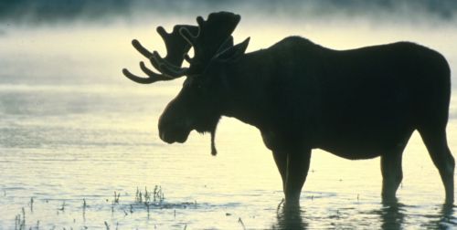 Figure 3. Warming temperatures are pushing the moose out of its southernmost range in Minnesota. Climate-induced shifts in Alaska's boreal habitats will affect this and many other species.
