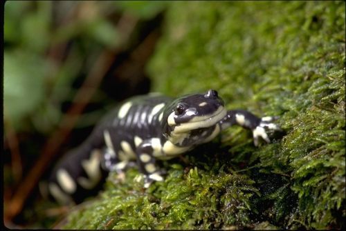 Figure 5. Amphibians are extremely sensitive to climate change because they need moist climates to reproduce. Species like this California tiger salamander will likely be unable to move to suitable habitats as climate changes.