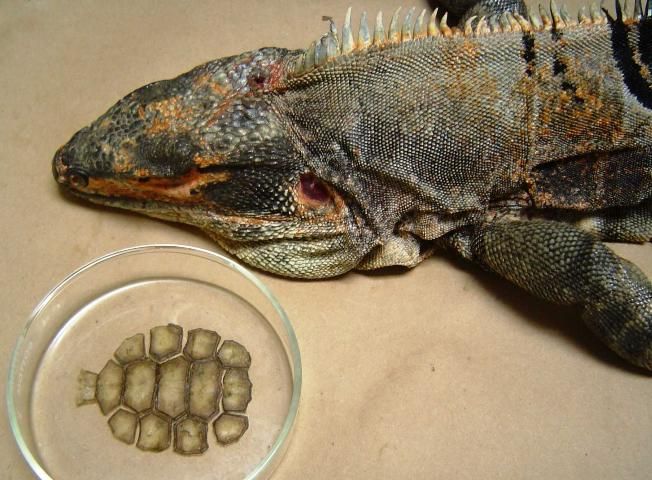 Figure 9. Black spiny-tailed iguana with gopher tortoise remains