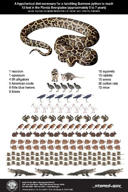 Figure 13. Hypothetical diet necessary for a hatchling Burmese python to reach 13 feet in the Everglades.