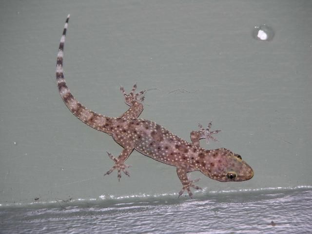 Figure 7. Mediterranean gecko