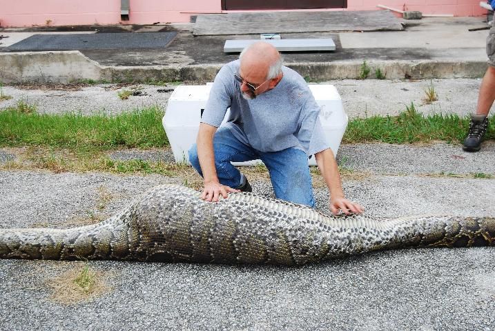 Figure 14. Biologist Skip Snow examines a Burmese python that was found with a 76-pound deer in its stomach.