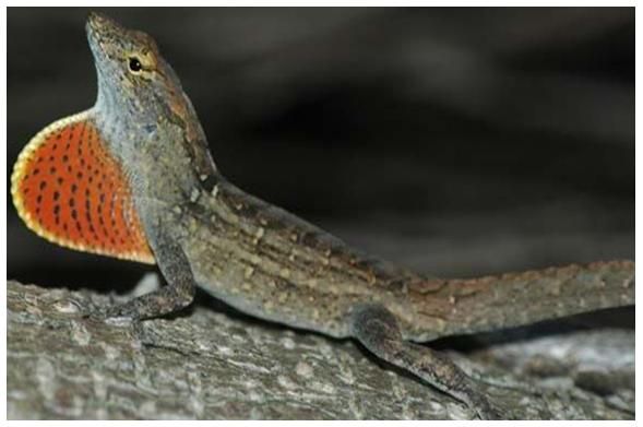 Figure 5. Brown anole