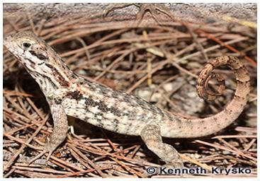 Figure 6. Northern curly-tailed lizard