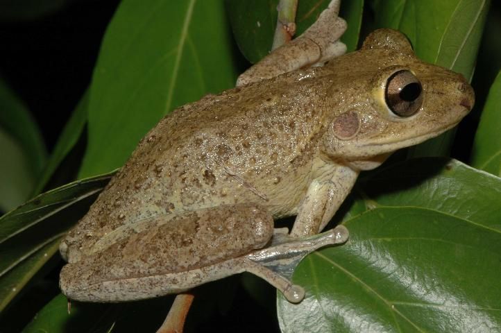 Figure 4. Cuban treefrog