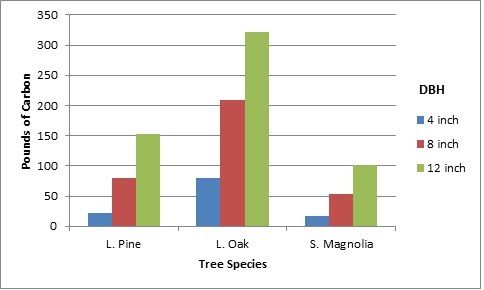 Figure 2. The amount of carbon sequestered by one tree, expressed in pounds per year based on tree species and diameter at breast height (DBH) for a single residence area in Gainesville, Florida. Calculations provided by i-Tree Design Beta Calculator http://www.itreetools.org/design.php