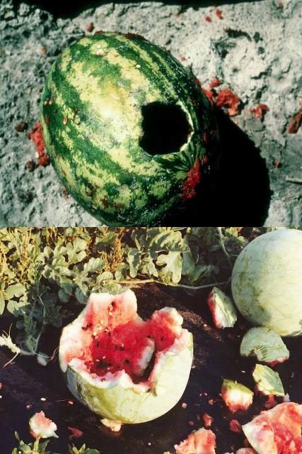 Damage to watermelons by raccoons and coyotes. 