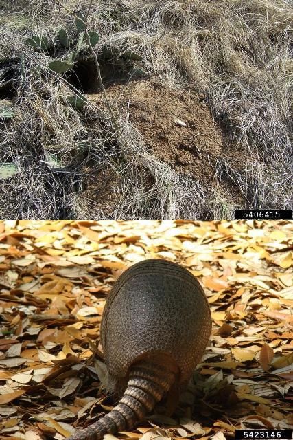 The entrance of an armadillo burrow is typically round and 7 to 8 inches across, matching the shape of the armadillo carapace. 