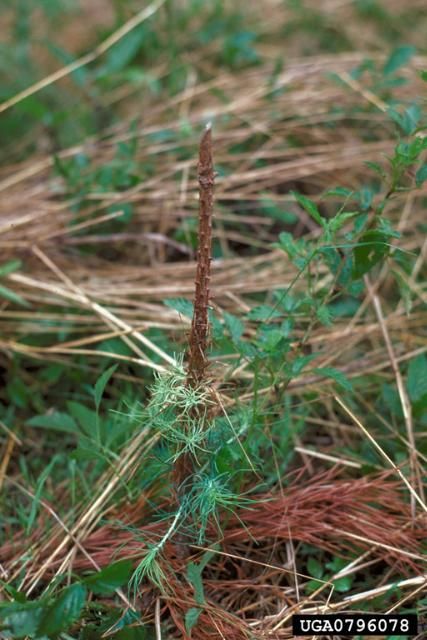 Rabbits leave clean, angled cuts when browsing on pine seedlings. 