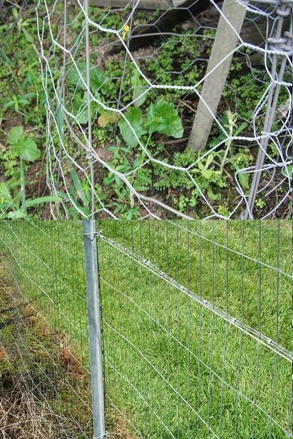 Figure 5. Chicken wire or thicker-gauge mesh can prevent access to valuable plants.
