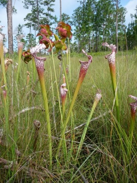 Figure 2. Flowering whitetop pitcherplant in a seepage slope located in Blackwater River State Forest in the western Florida Panhandle.