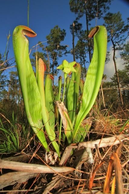 Figure 3. Flowering hooded pitcherplant in the Lochloosa Wildlife Management Area in southeastern Alachua County.