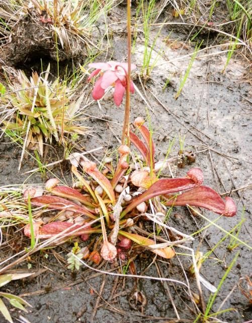 Figure 4. Flowering parrot pitcherplant in a seepage slope located on Eglin Air Force Base in the western Florida Panhandle.