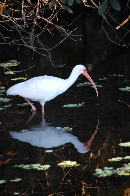 Figure 1. A white ibis on the University of Florida campus in Gainesville.