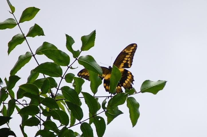 Figure 2. Homeowners can landscape their yards in ways that provide habitat for animals, such as this butterfly in the Madera green neighborhood in Gainesville, FL.
