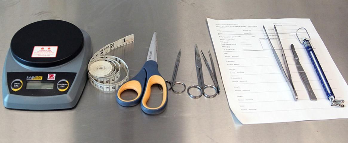 Figure 3. Suggested tools for performing a necropsy, including a precision scale, measuring tape, various scissors, forceps, scalpel, spring scale, and data collection form.