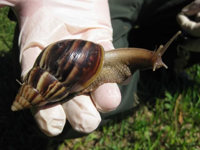 Figure 4. Giant African land snail (Lissachatina fulica).