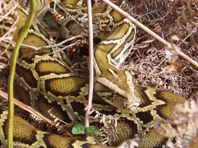 Figure 7. Burmese python (Python molurus bivittatus).