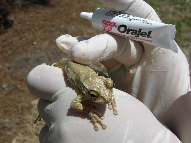 Figure 6. Cane toads and Cuban treefrogs can be euthanized humanely after capture by applying a benzocaine- or lidocaine-based ointment or spray to the frog's back or belly, securing the frog in a plastic bag, and placing the bag in a freezer overnight.