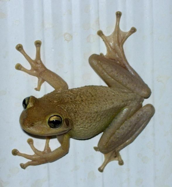 Florida's Cuban treefrog.