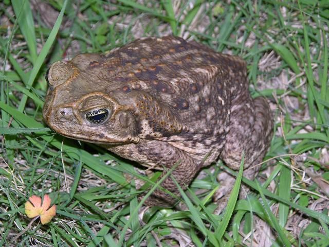 Florida's cane toad (aka "Bufo toad").