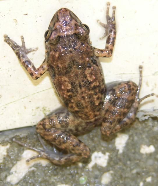 Florida's greenhouse frog.