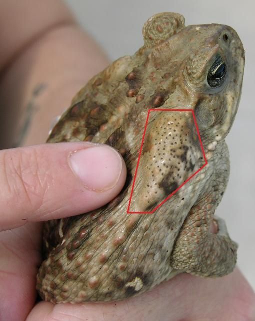 Parotoid glands of cane toads (highlighted in red) can secrete a dangerous poison.