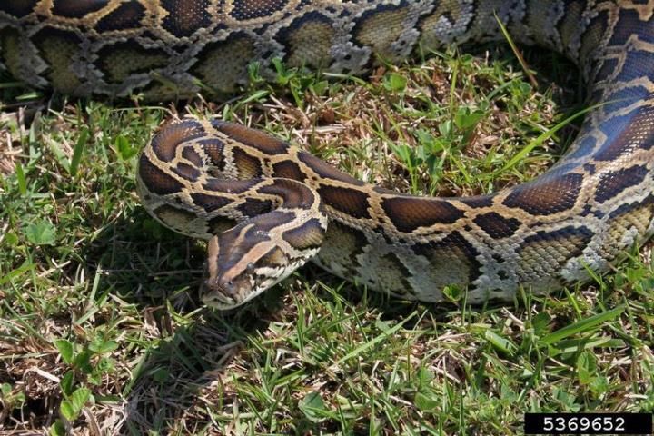 Figure 7. As one of the largest snakes in the world, the invasive Burmese python has few predators.