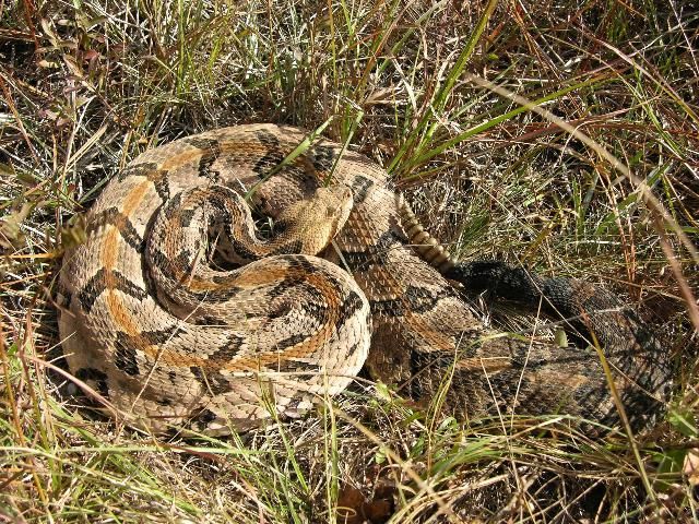 Figure 2. Timber rattlesnake