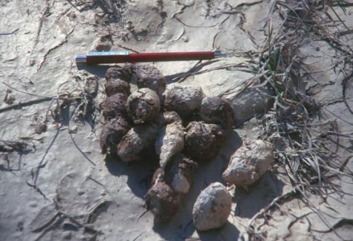 Figure 3. Panther scat