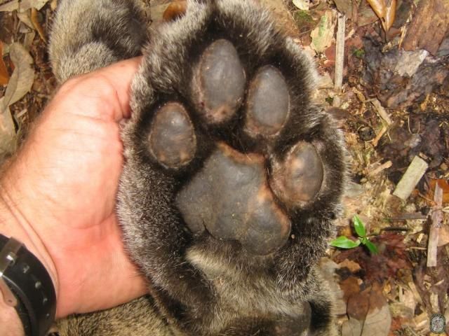 Figure 2. Panthers' big paws leave distinctive tracks.