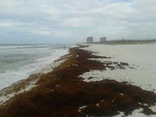 Figure 1. Newly deposited wrack on Pensacola beach.
