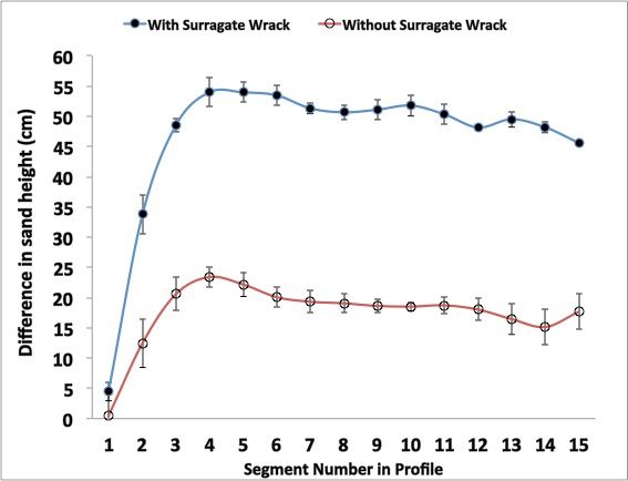 Figure 8. Relative sand height (±1 standard error, n=6) (cm) 2 years after planting (May 2010 - August 2012) by 60 cm segments across Uniola paniculata (sea oats) plantings with surrogate wrack (8 inches of wheat straw mulch) or without surrogate wrack; segment 1 was outside the plot area and represents bare sand with no sea oats.