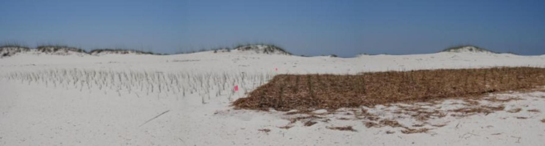 Figure 3. Sea oats planting with and without surrogate wrack (wheat straw) at one of 6 research sites on Perdido Key, FL.
