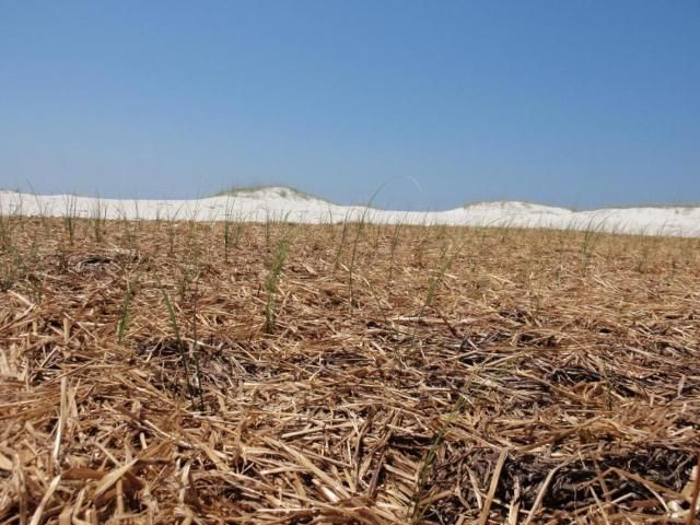 Figure 4. Surrogate wrack (wheat straw) placed around sea oats at approximately 8 inches deep two weeks after planting.
