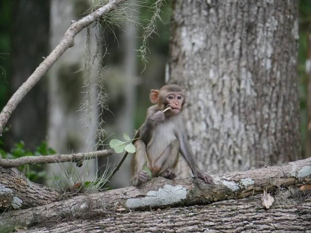 Figure 4. Juvenile rhesus macaque consuming vegetation in Silver Springs State Park