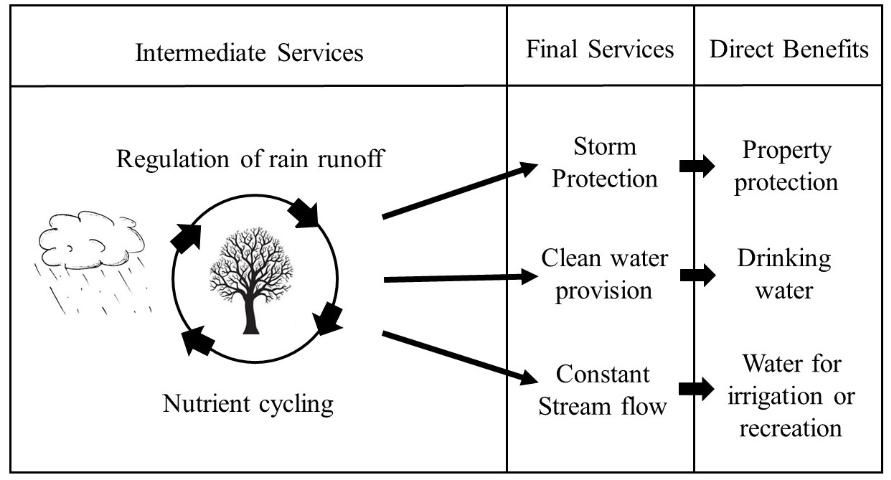 Figure 2. Conceptual relationship between final and intermediate services and direct benefits for humans of a forest ecosystem (based on Fisher et al. 2009)