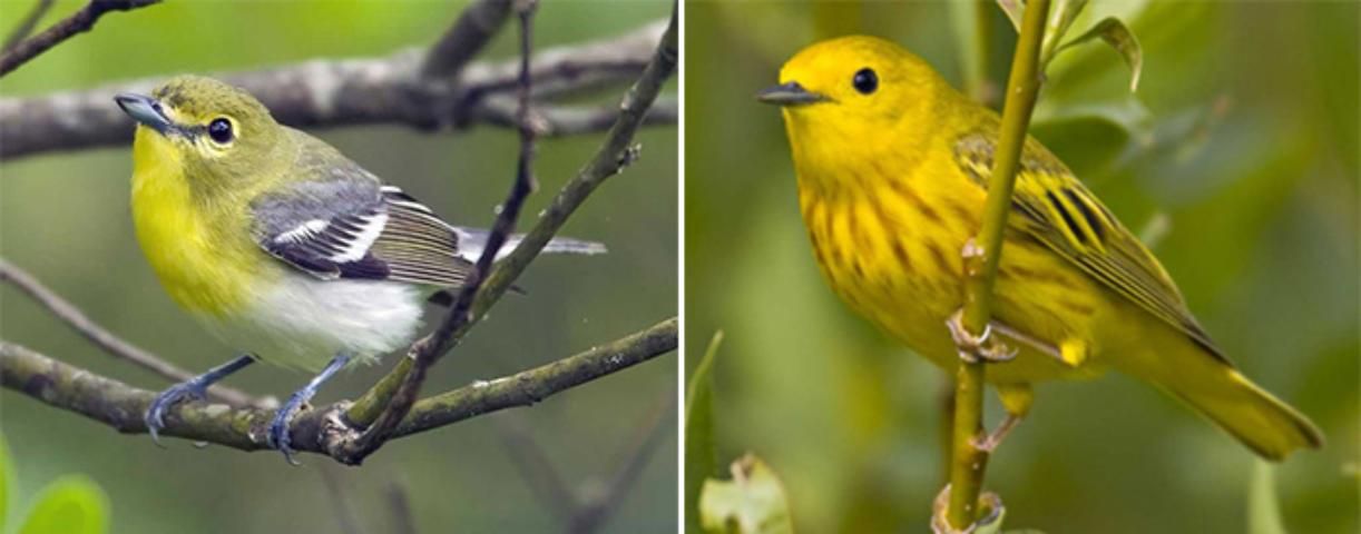 Figure 1. Neotropical migrants such as the yellow-throated vireo (Vireo flavifrons, left )and the yellow warbler (Setophaga petechia, right), migrate during the spring and fall and may use forest fragments as stopover sites during migration.