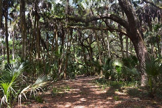 Late successional forest example. This is a Florida hammock. Note the dominance of large trees and a closed tree canopy. 