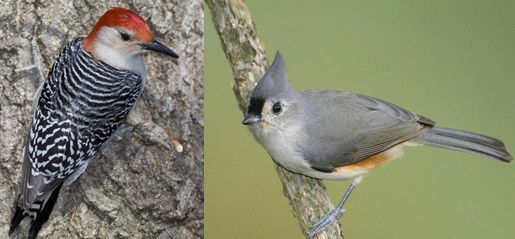 Forest- and tree-dwelling birds such as the red-bellied woodpecker (Melanerpes carolinus, left photo) and the tufted titmouse (Baeolophus bicolor, right photo) can often be found in forest fragments during the summer and winter. 