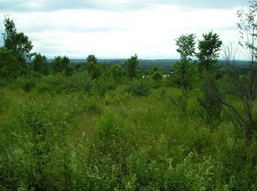 Shrubland/early successional forest example from Vermont. Note that there are very few large trees and very little tree canopy. 