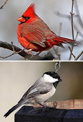 Figure 1. Birds that use bushes and trees in built areas, such as the Northern Cardinal (Cardinalis cardinalis, top photo) and the Carolina Chickadee (Poecile carolinensis, bottom photo) can often be found in residential areas throughout the year.