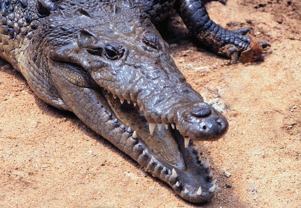 Figure 8. (Crocodylus acutus).