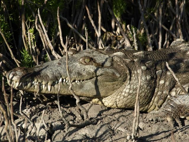 Figure 1. American crocodile (Crocodylus acutus).