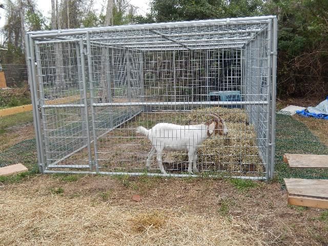 Figure 1. A goat in a panther-proof pen.