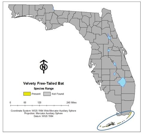 Figure 2. Velvety free-tailed bats in Florida are only found in the Florida Keys and Dry Tortugas.