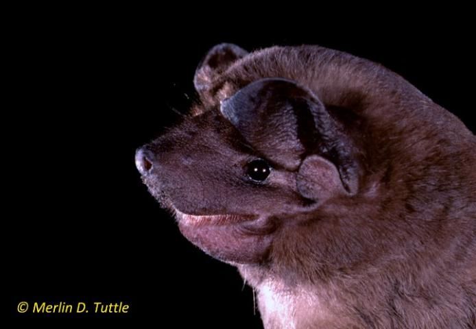 Figure 1. Velvety free-tailed bat (Molossus molossus).