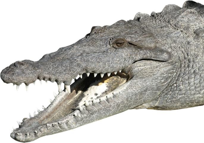 Figure 1. American crocodile (Crocodylus acutus)