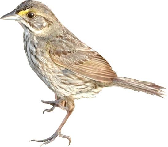 Figure 10. Cape Sable seaside sparrow (Ammodramus maritimus mirabilis)